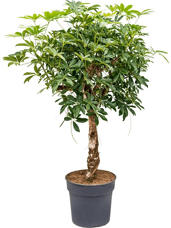 Schefflera arboricola 'Compacta', D 30