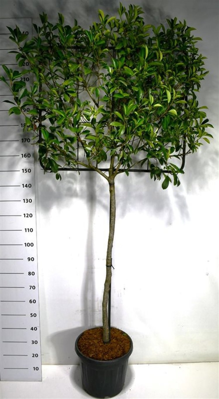 Photinia fraseri 'Little Red Robin', D 40