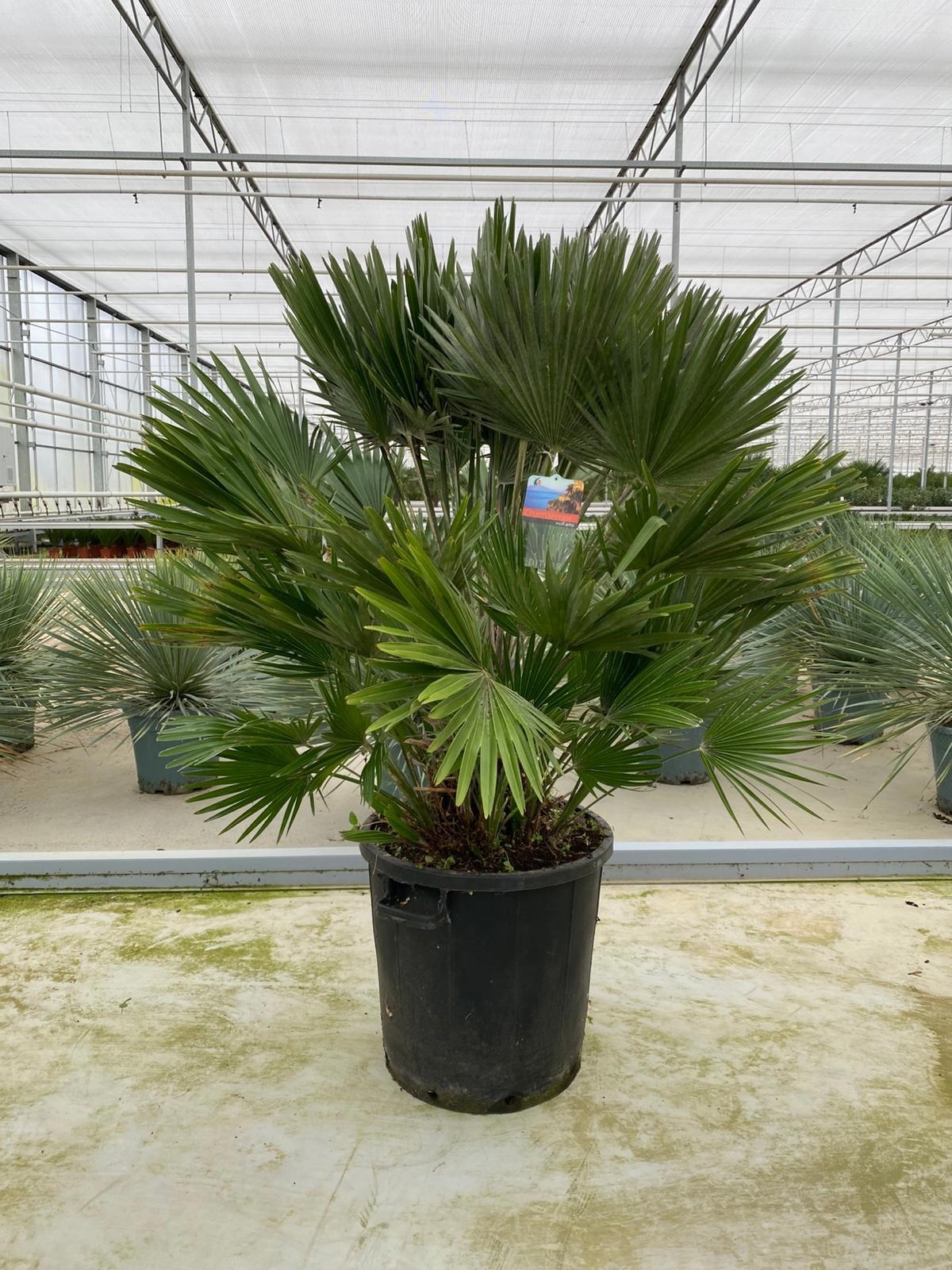 Chamaerops humilis, D 50