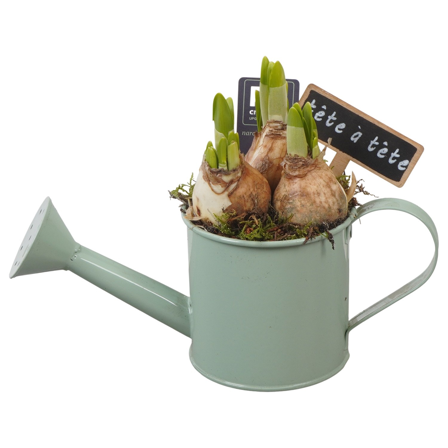 PTN8539 Arrangement Narcissus in zink gieter, D 9