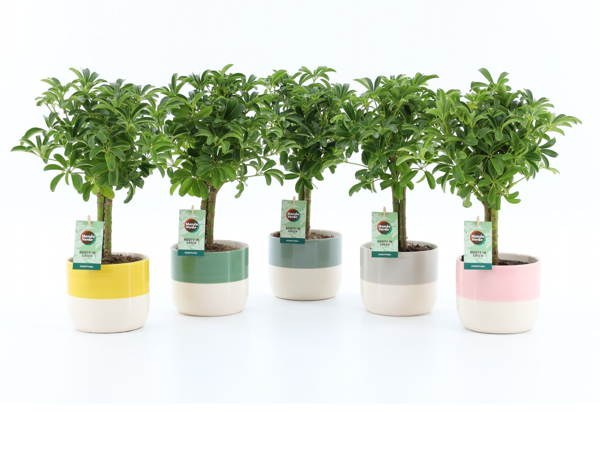 Schefflera Luseana in Two-Tone keramiek, D 13