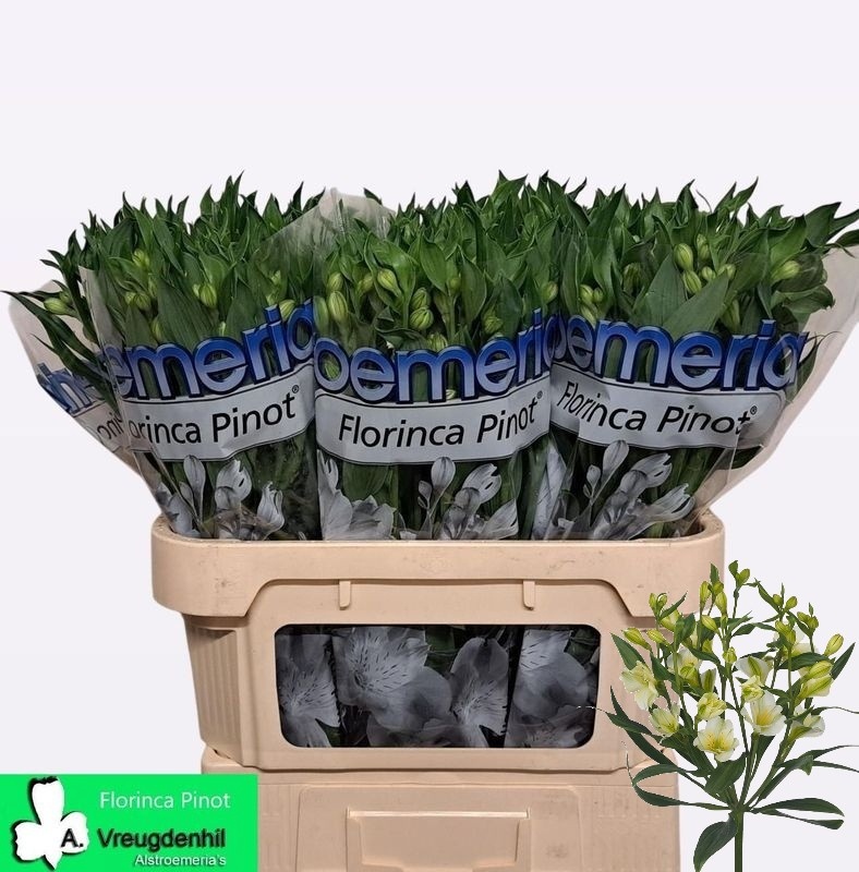 Альстромерия Пино (зел.), шт.