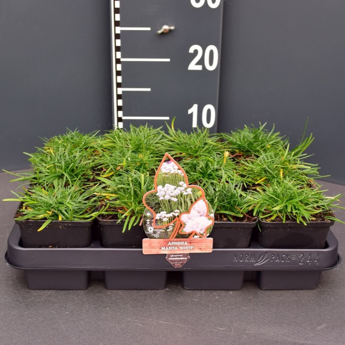 Armeria maritima 'Alba', D 9