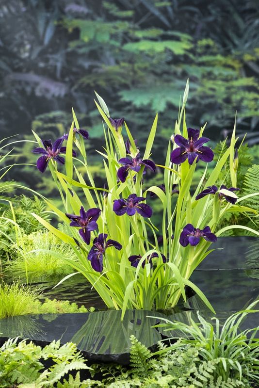 Iris Black Gamecock (18x18), D 18