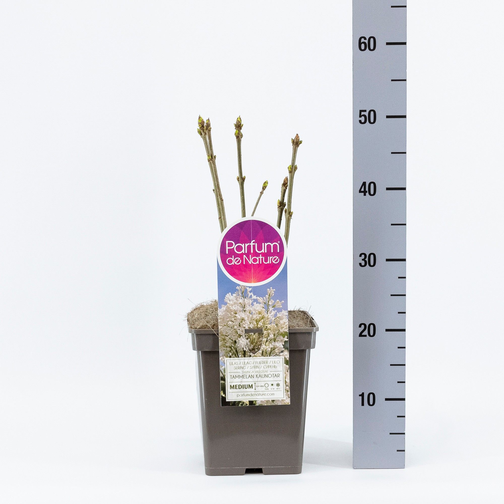 Syringa (V) Tammelan Kaunotar, C5, D 23