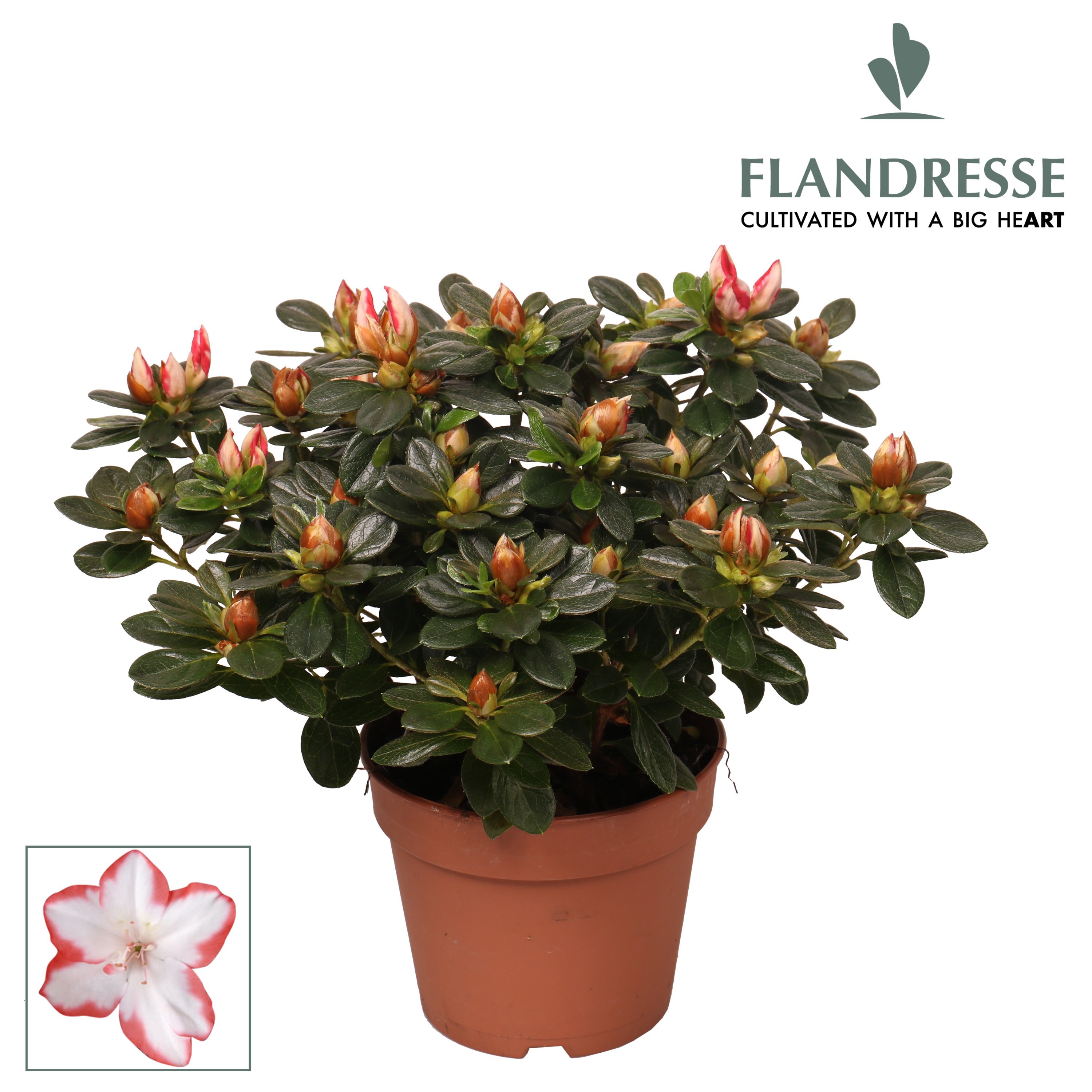 Azalea Flandresse® 'sachenstern' 22 - 25 cm, D 12