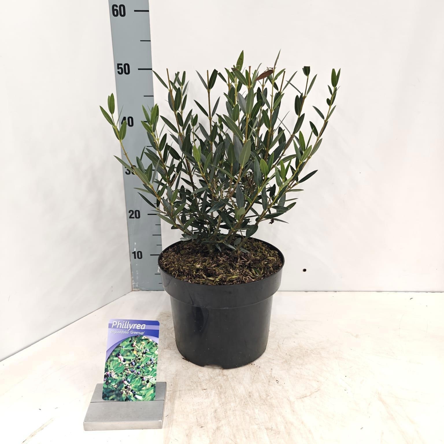 Phillyrea angustifolia 'Green Up', D 23