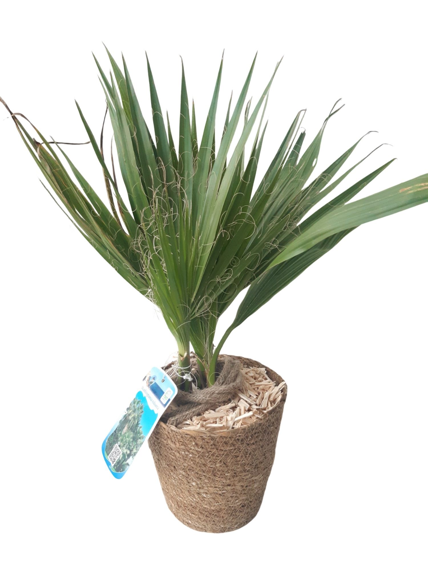 ZM17WR Zeegras mand D16 Washingtonia Robusta, D 16