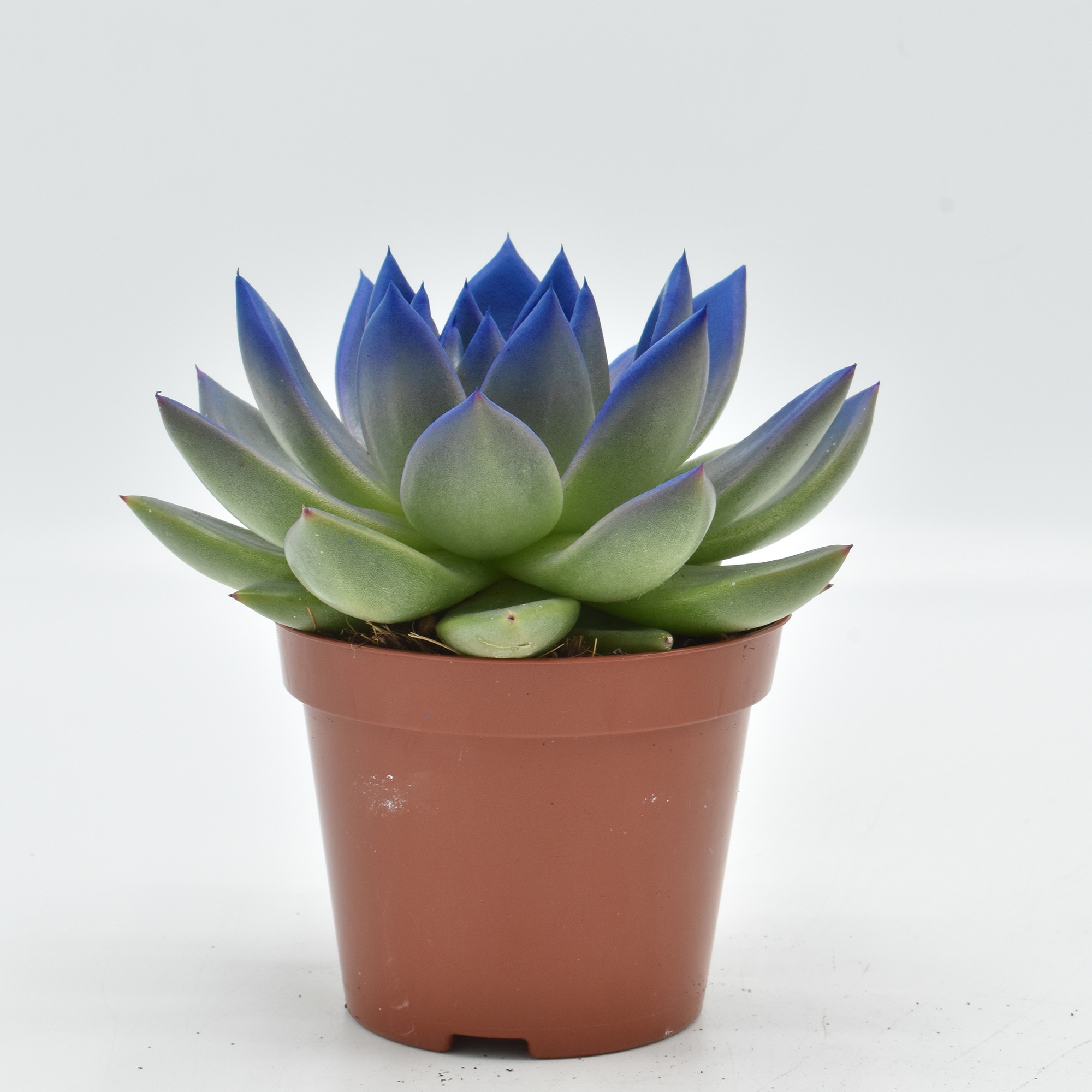 Miranda coloured dark blue festival, D 8,5