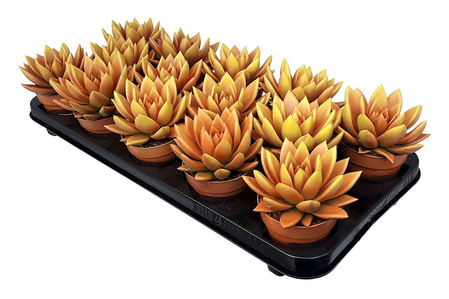 Miranda bicoloured orange/yellow, D 8,5