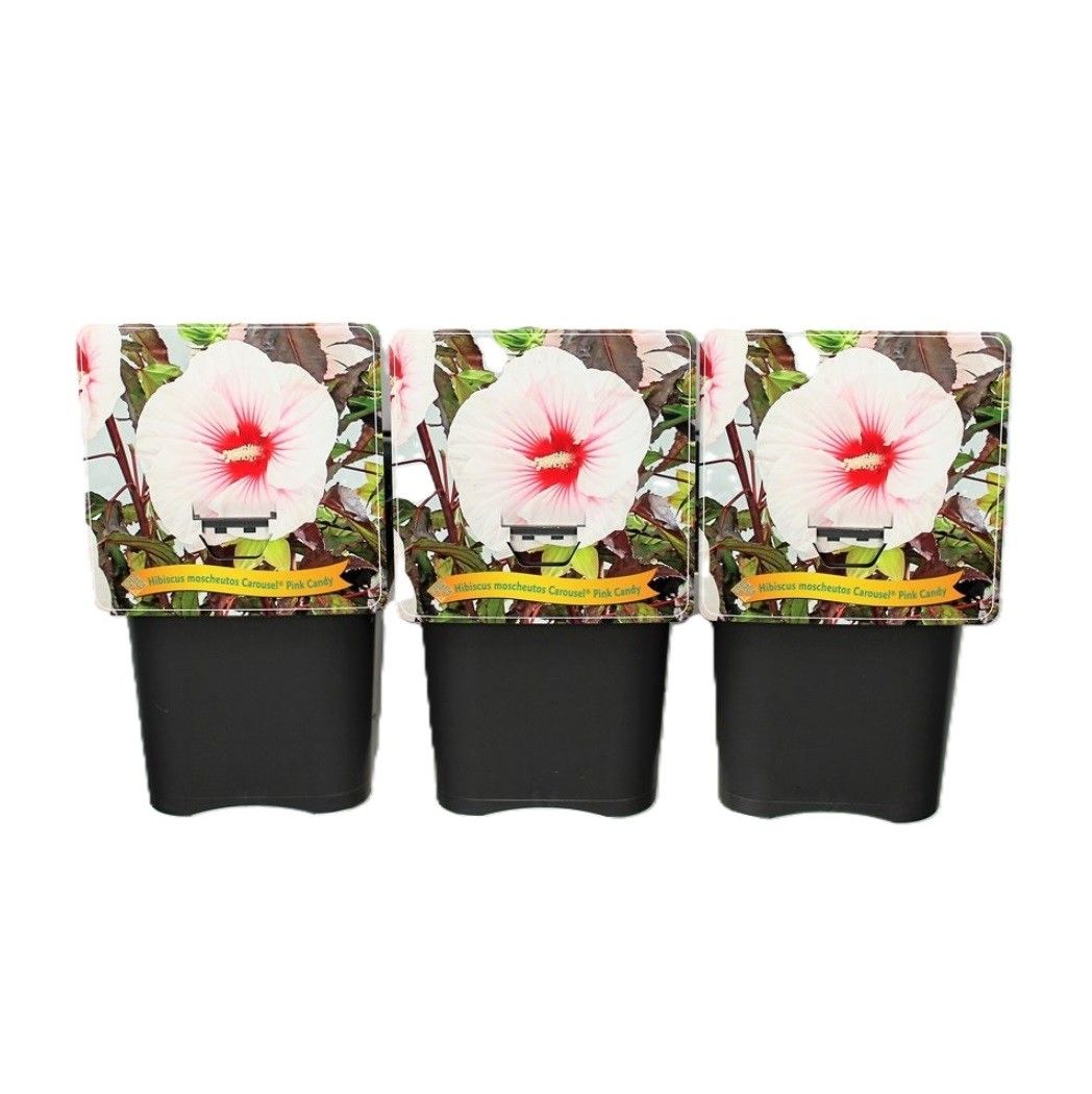 Hibiscus Moscheutos Caroussel Pink Candy C5, D 21