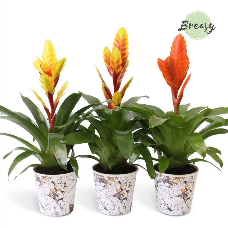 Vriesea Modern - 13cm in Tivoli | Mimesis, D 12