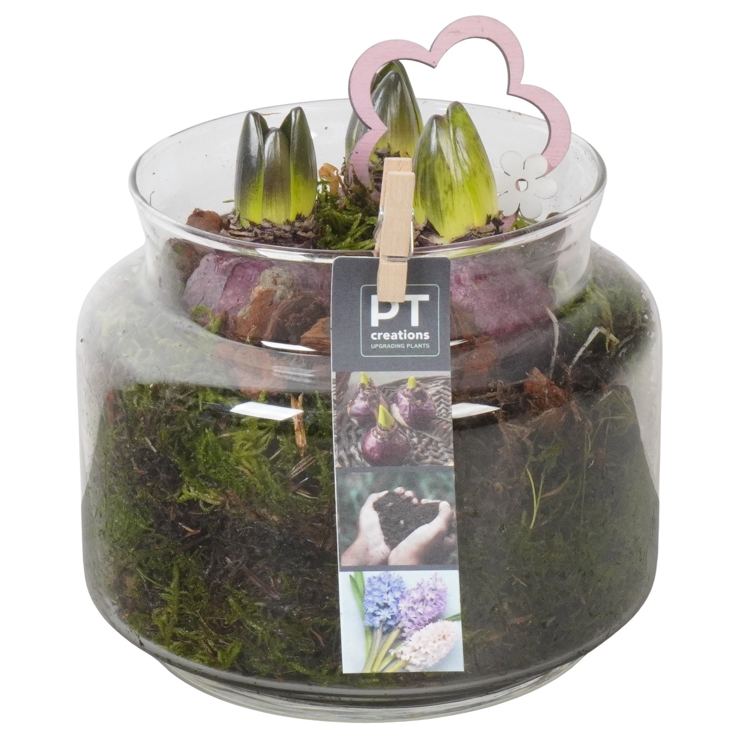 PTHC9200 Arrangement Hyacints in glas vaas, D 16