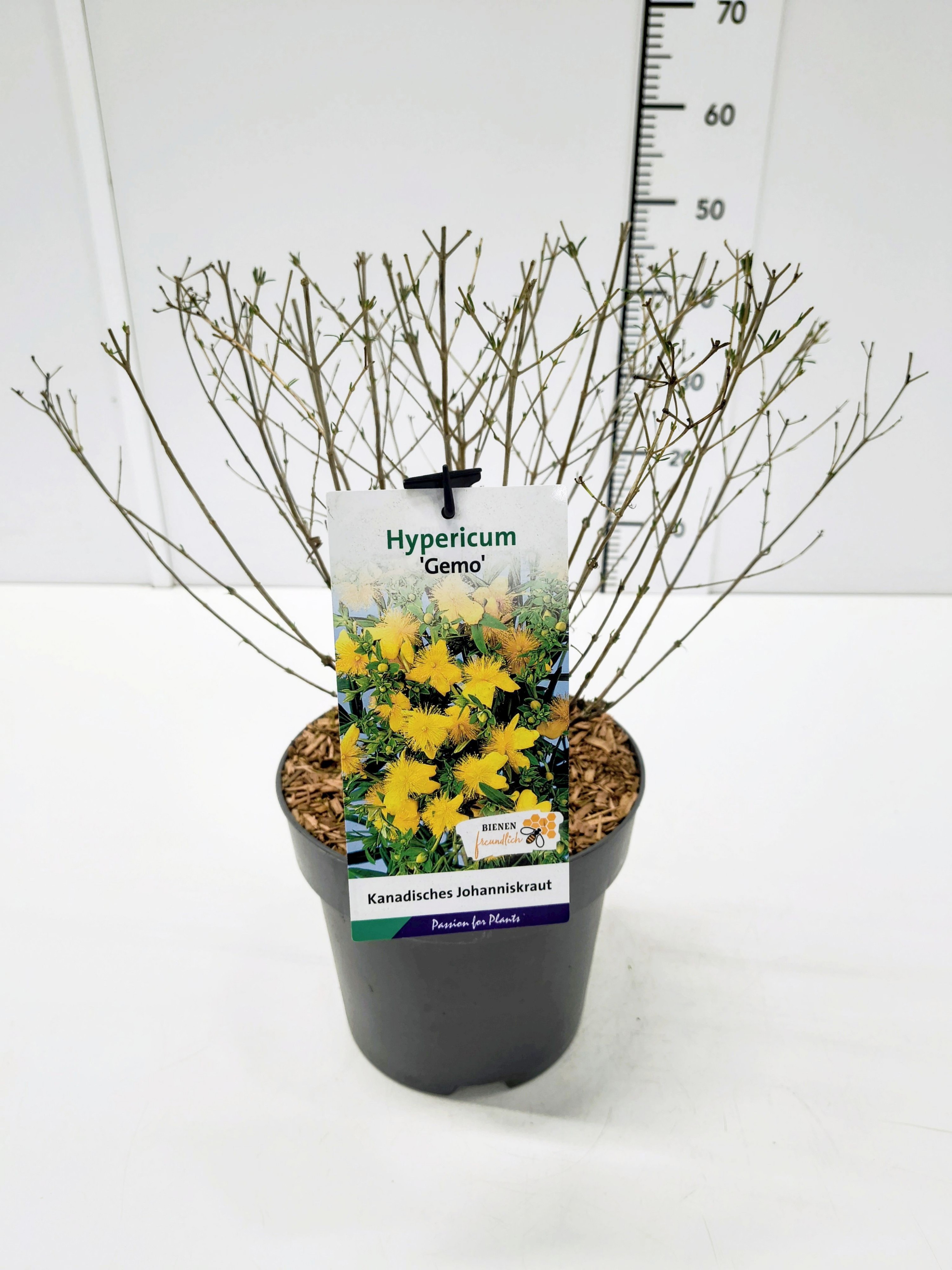 Hypericum kalmianum 'Gemo' 40-50C5, D 23