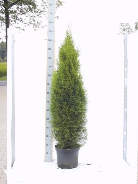 Thuja occidentalis 'Smaragd', D 29