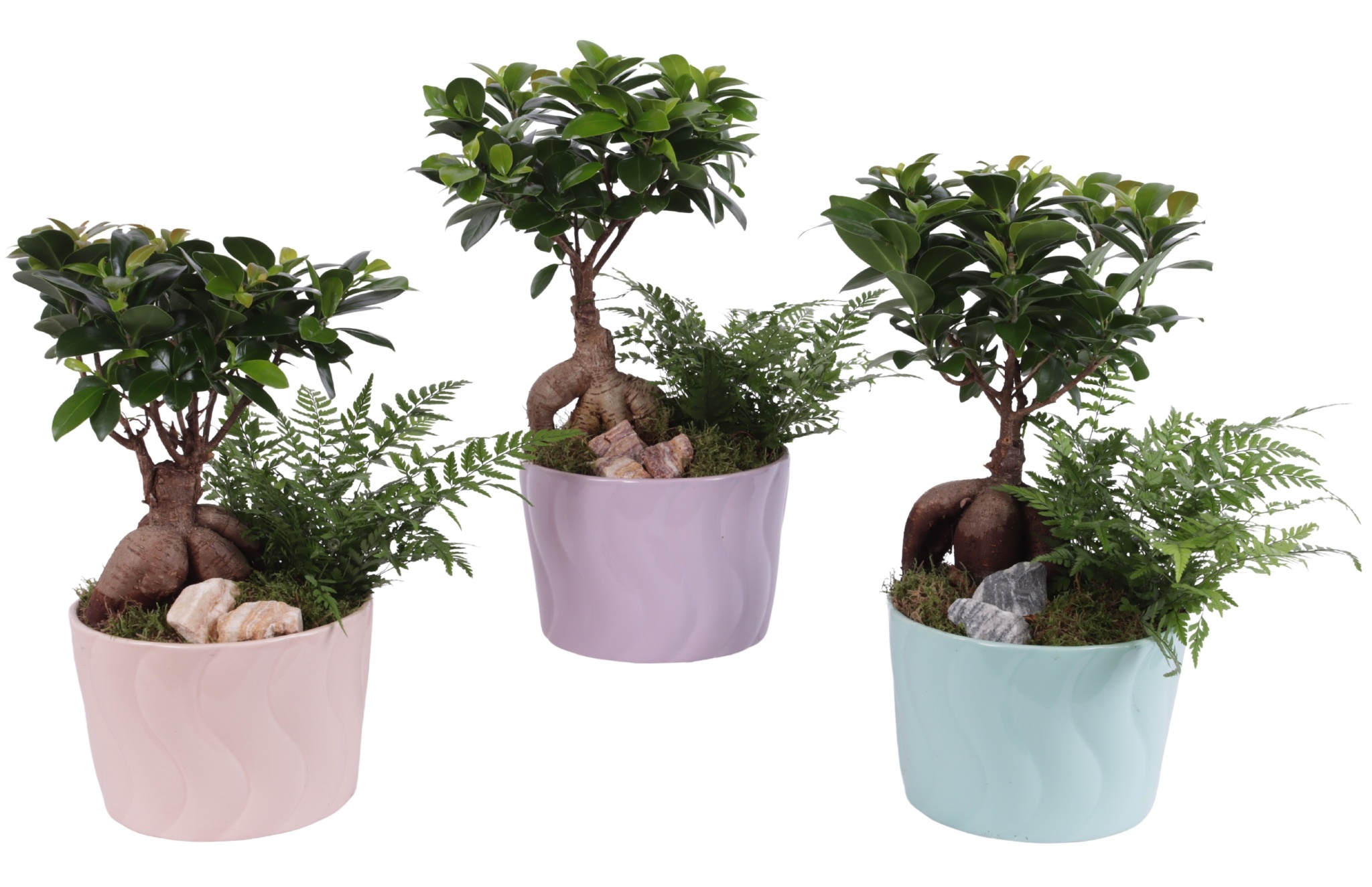 Yearround Arr. Indoor Ceramic Soft Elegance SE662 Ø17cm 2PP, D 17