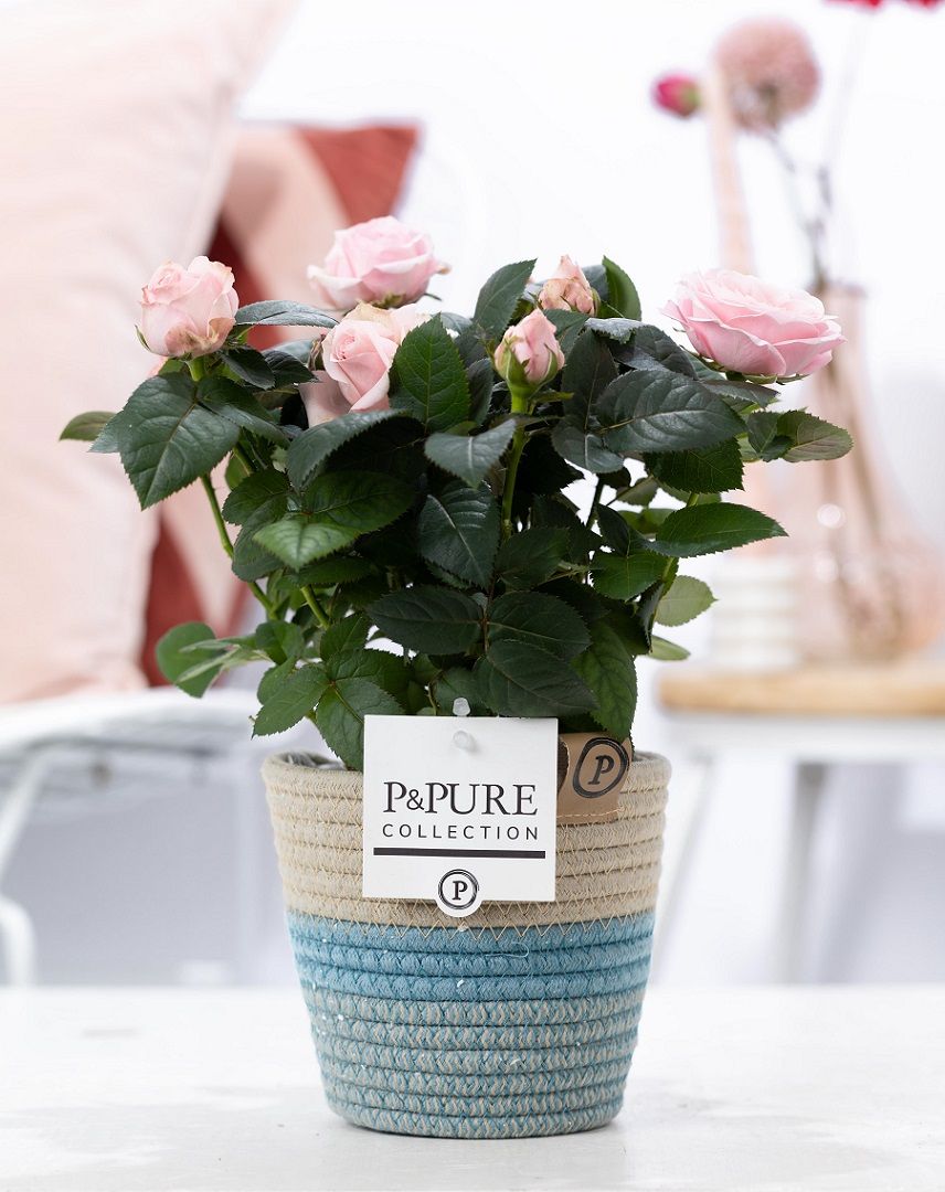Rosa light pink in P&PURE Fashionpot Valerie, D 12
