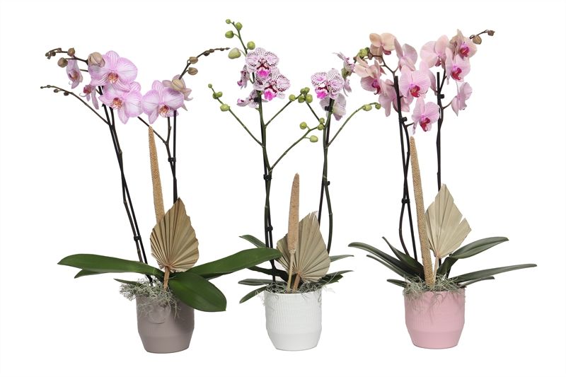 Tirza p12 scores mix Phal mix 2T14+, D 12