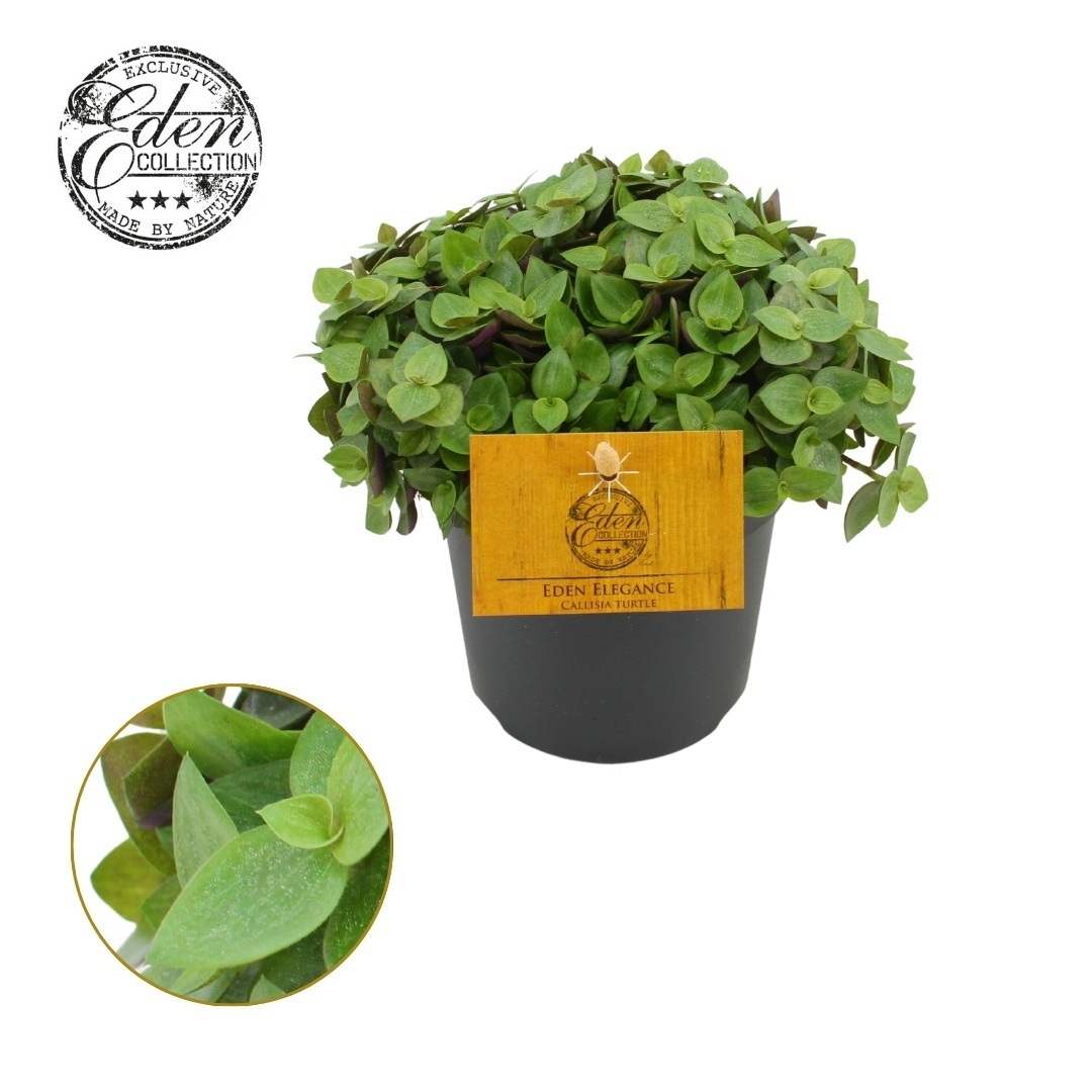 Callisia Turtle 10,5cm, D 10,5