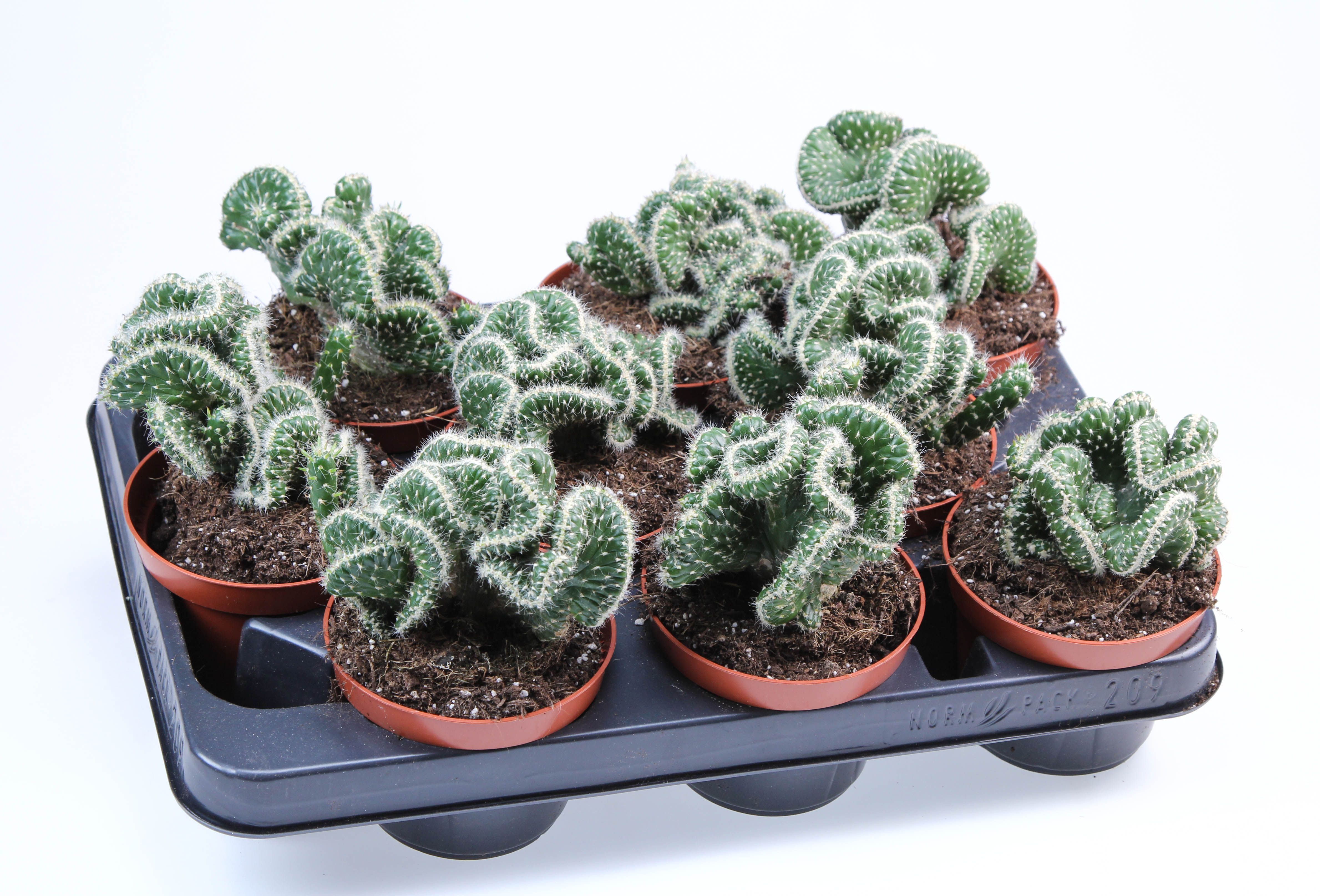 Opuntia Cylindrica cristata, D 10,5