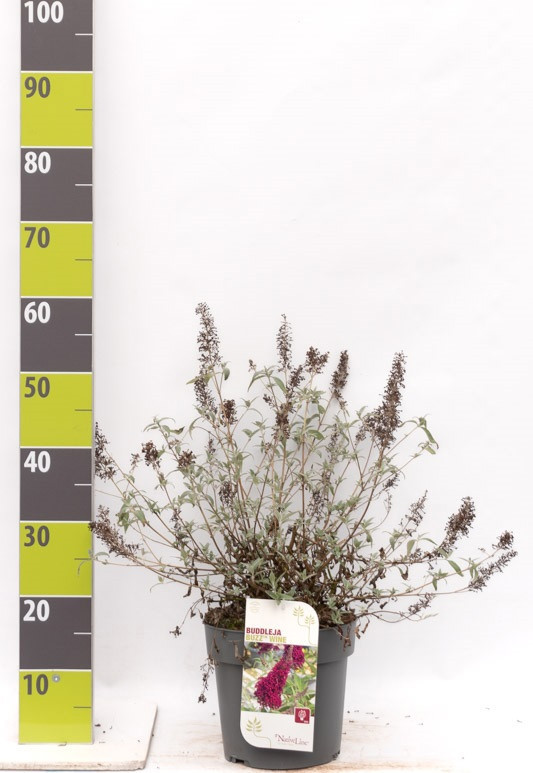 Buddleja 'Buzz Wine' -R- C 7, D 27