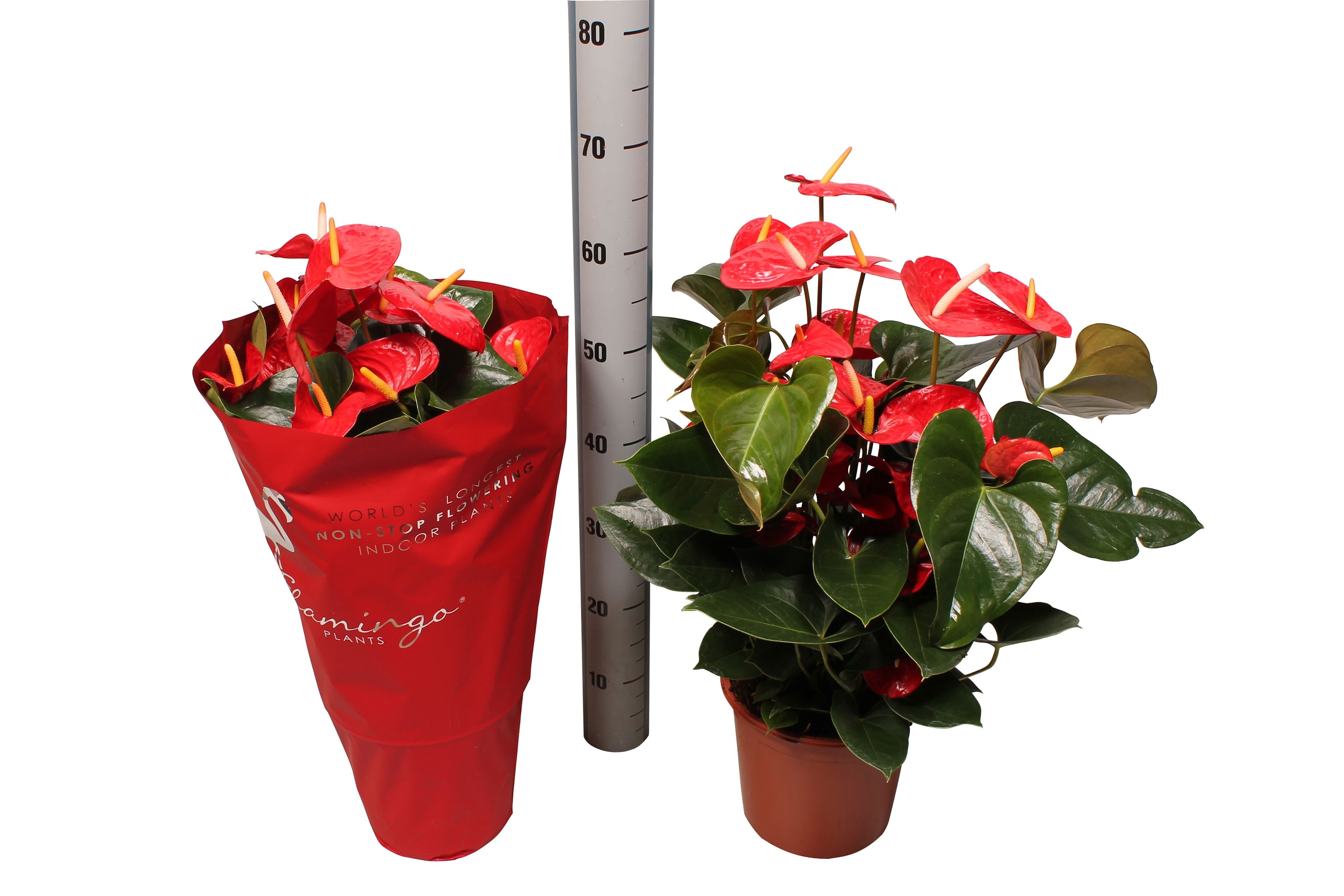 Anthurium XL.9 Jambo Red 21cm, D 21