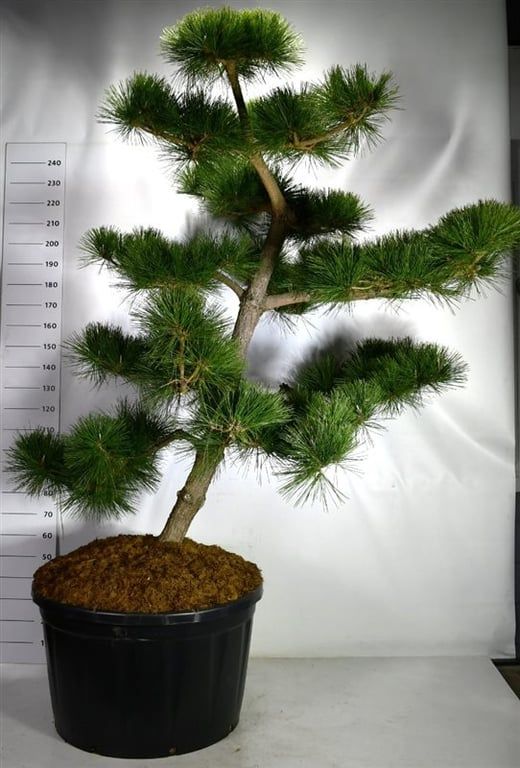 Pinus thunbergii 'Thunderhead', D 85
