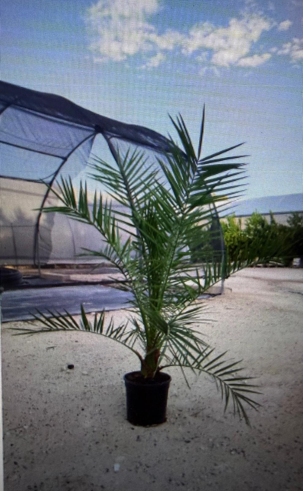849 ETS : P 24 PHOENIX CANARIENSIS PALM, D 24