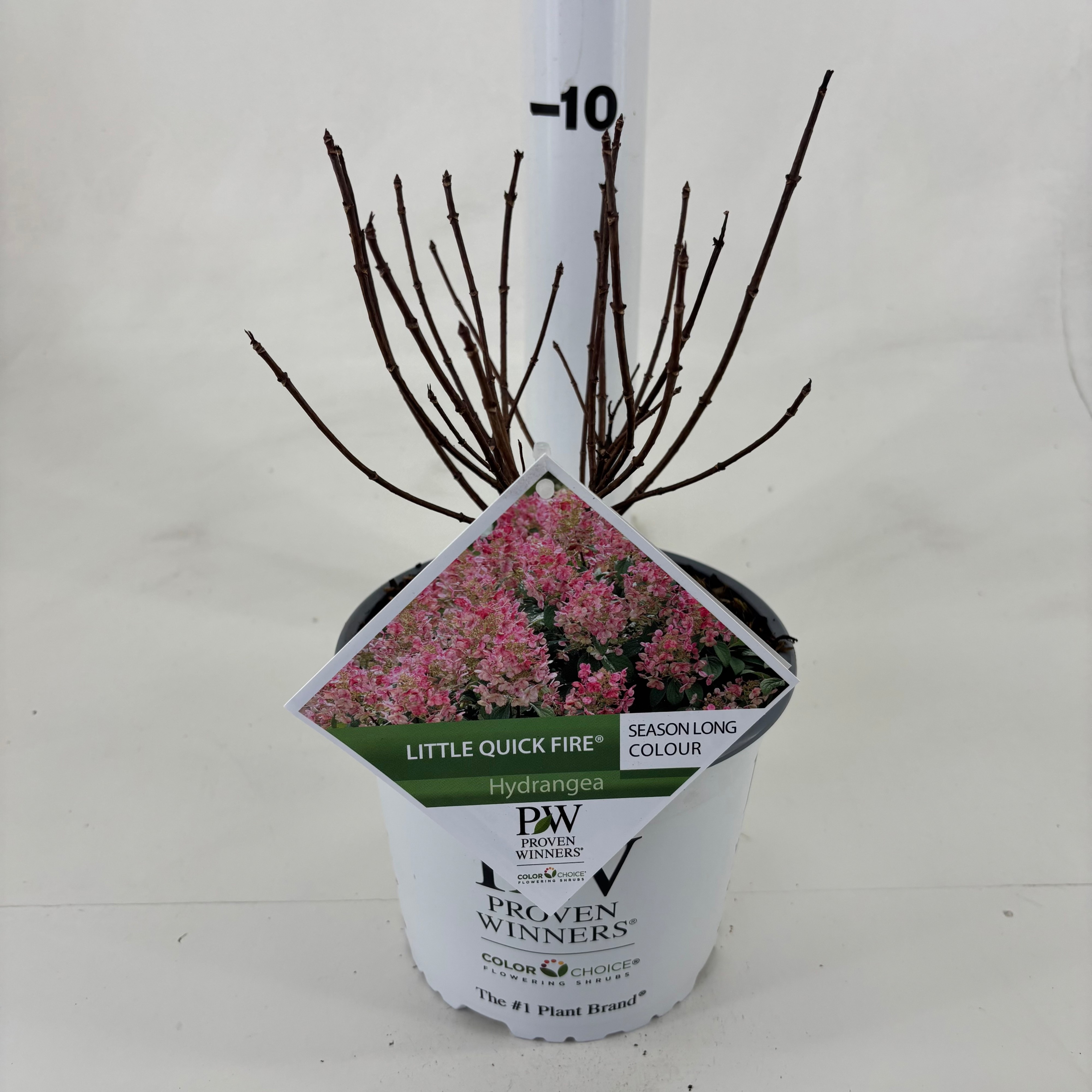 Hydrangea pan. 'Little Quick Fire' ®, D 19