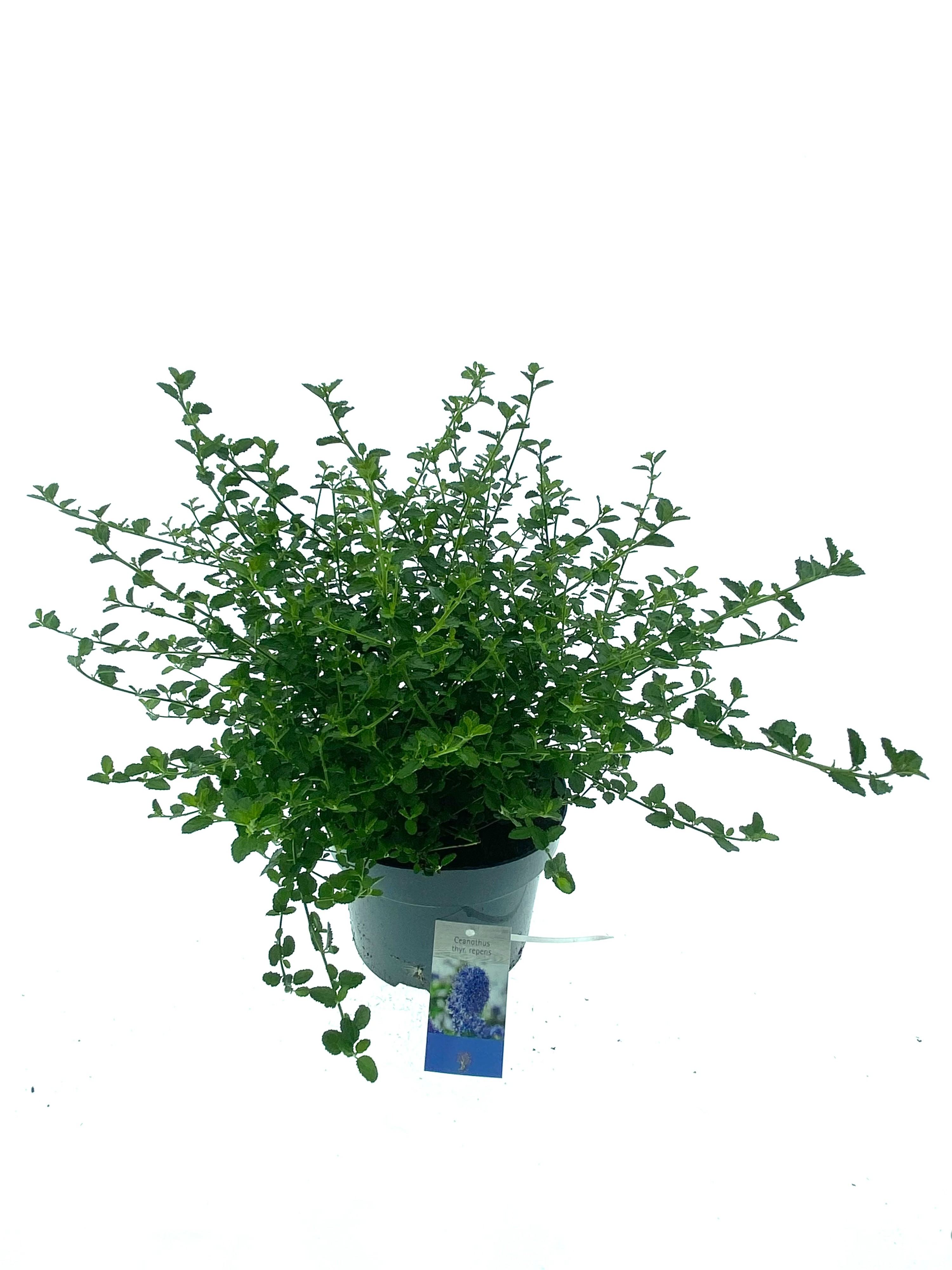 Ceanothus thyrsiflorus var. repens, D 23