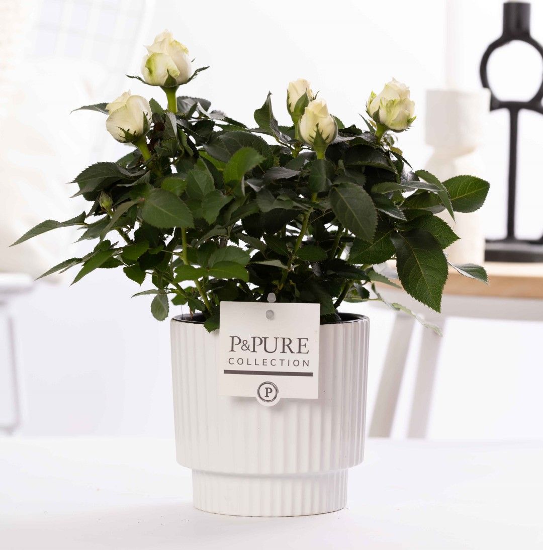 Rosa white in P&PURE Ivy ceramics shiny white, D 12