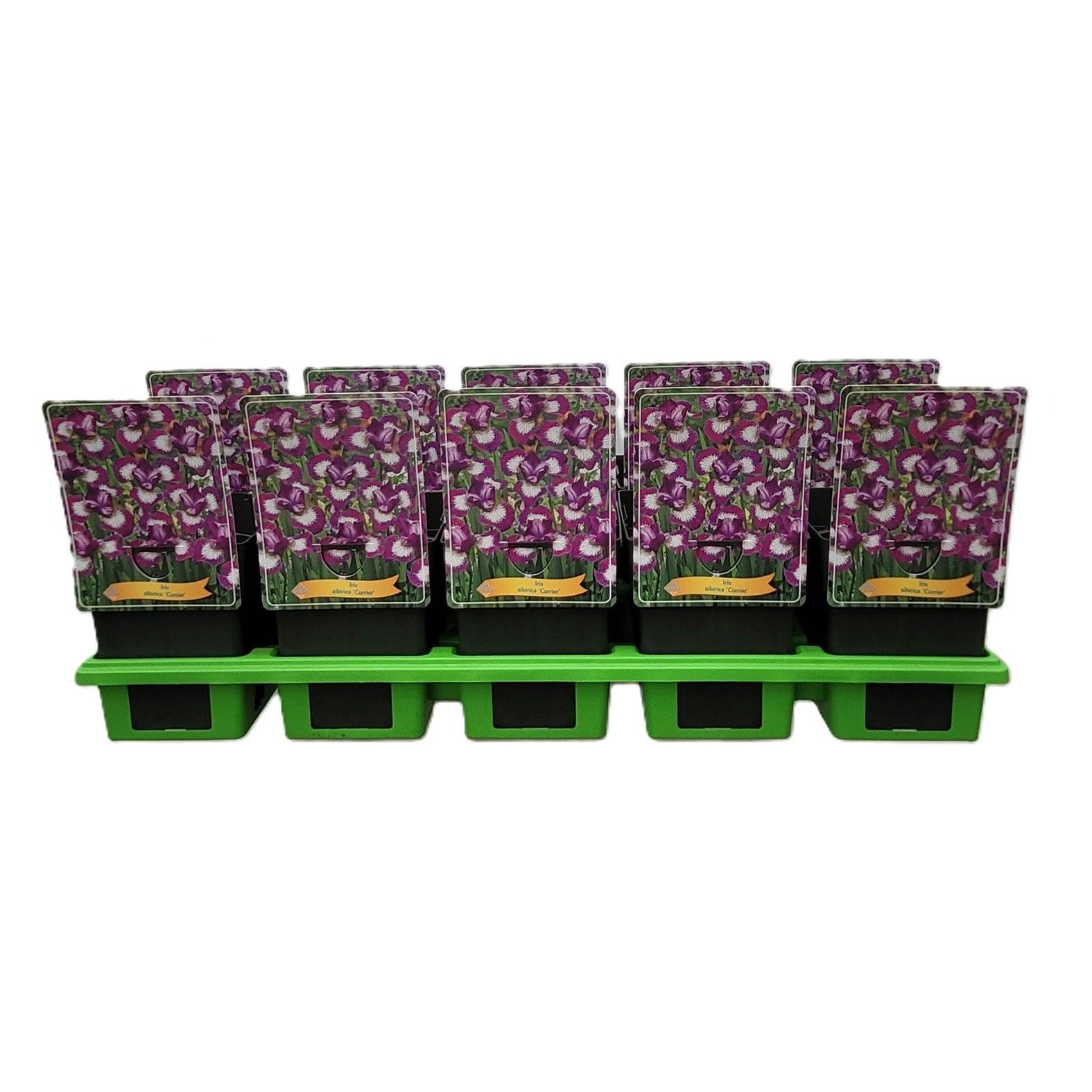 Iris Sibirica 'Currier' P11, D 11