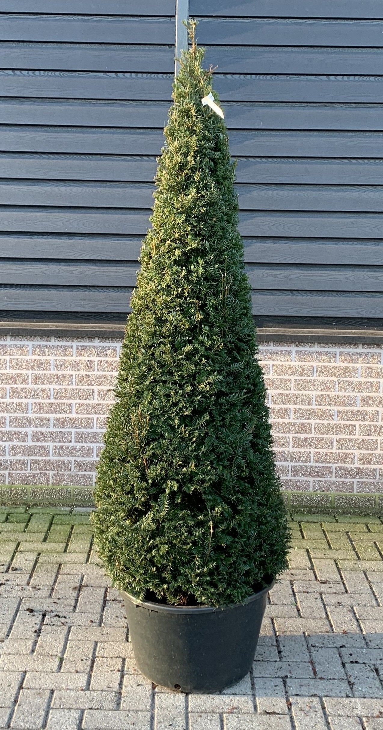 Taxus baccata --kegel 190-200cm, D 55