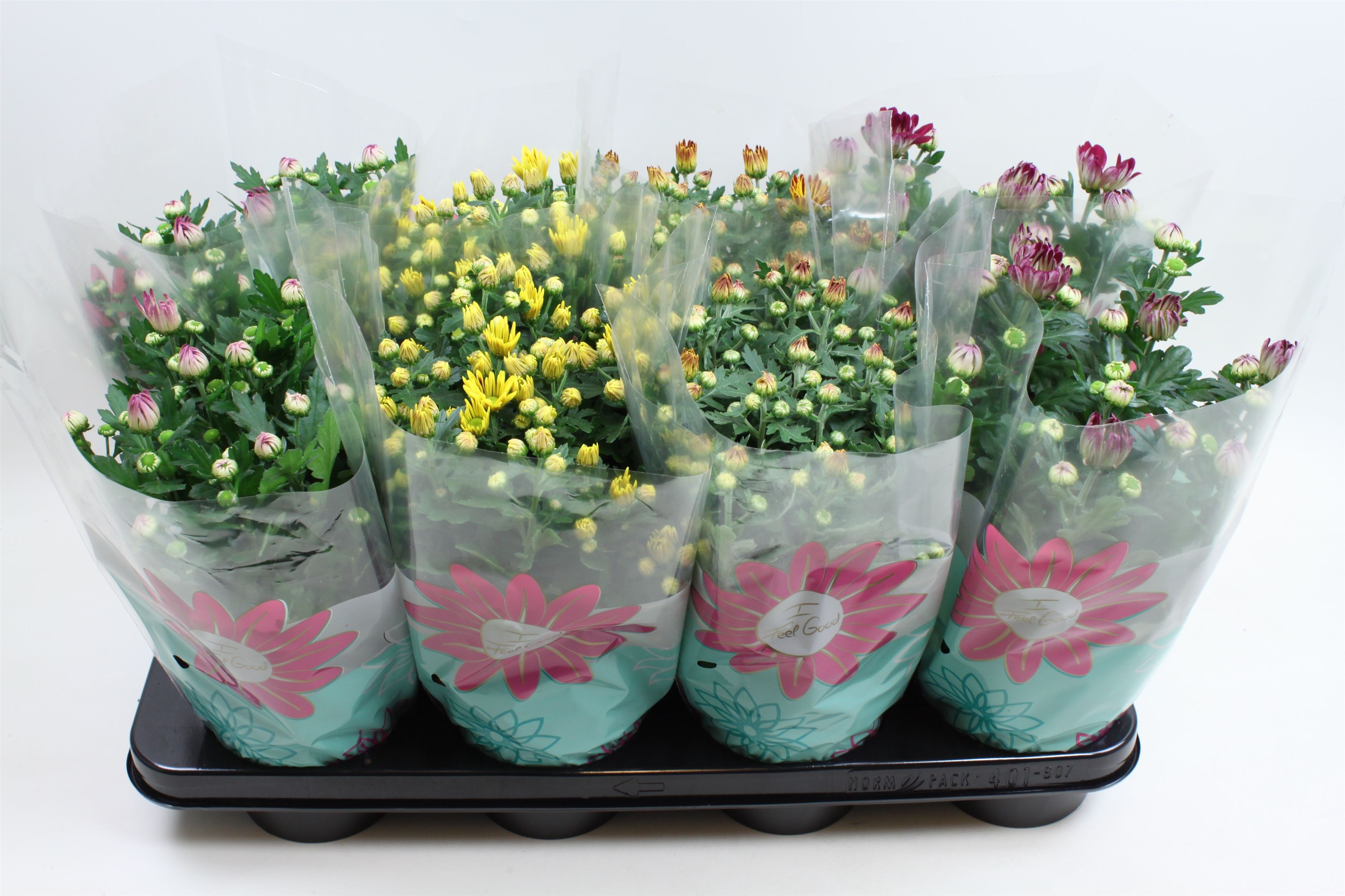 Chrysant Specials Gemengd Stadium 1, D 14