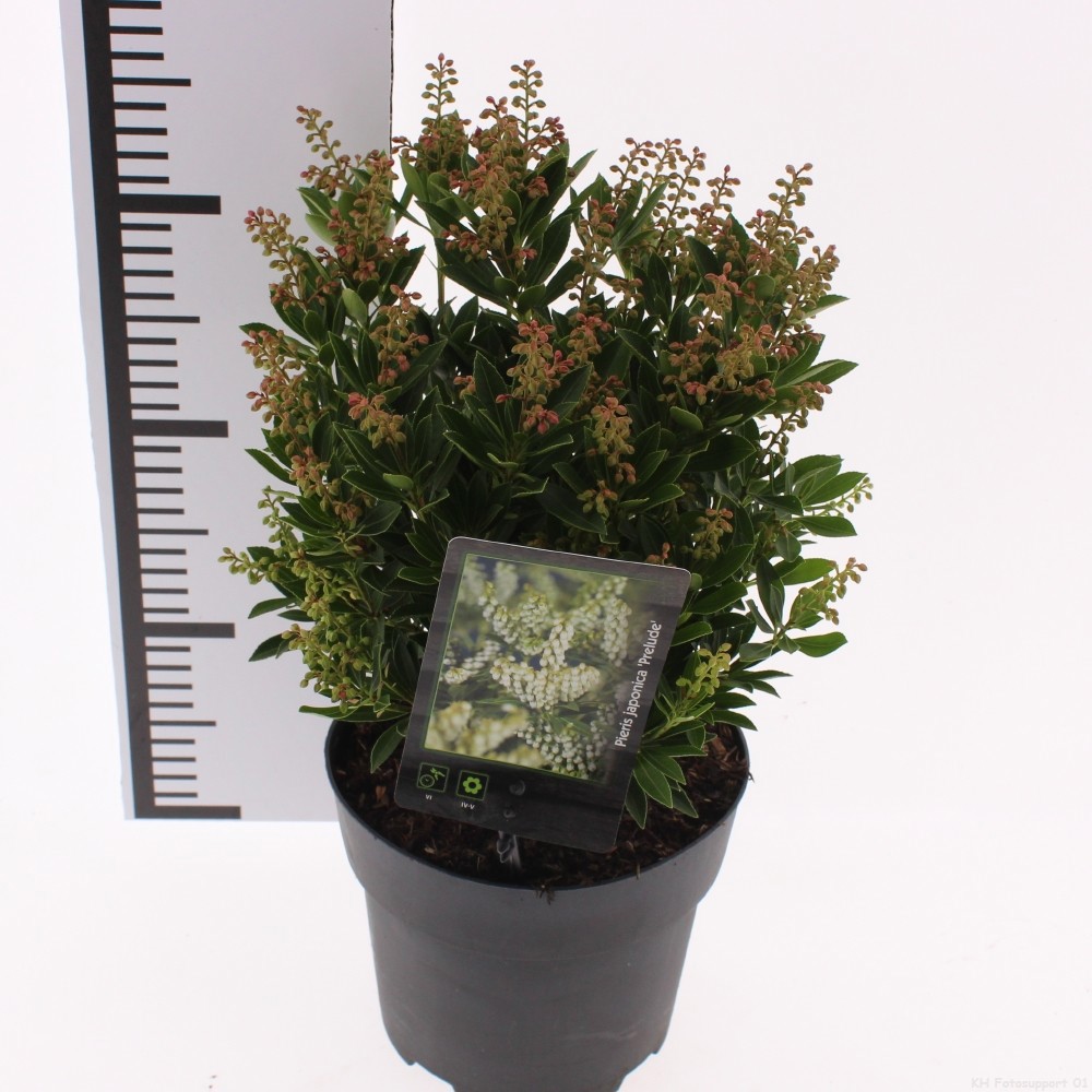 Pieris japonica 'Prelude', D 17