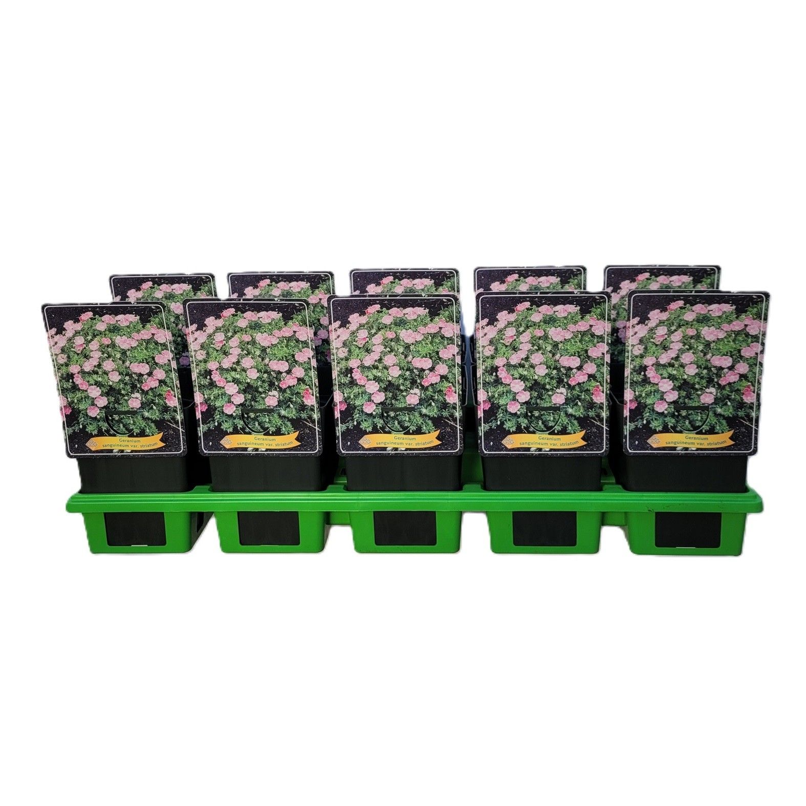 Geranium sanguineum striatum P11, D 11