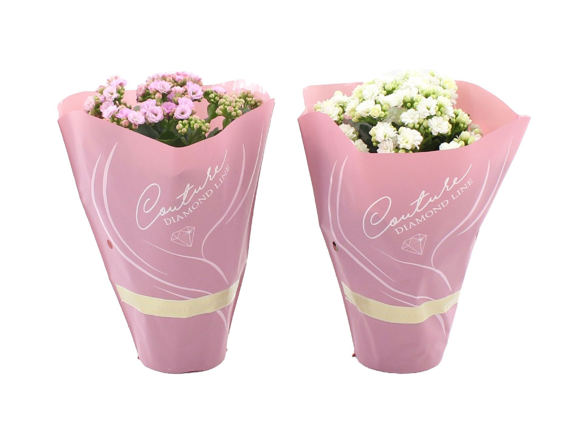 Kalanchoë 12 cm 2 color mix in Couture Diamond Line Pink sleeve, D 12