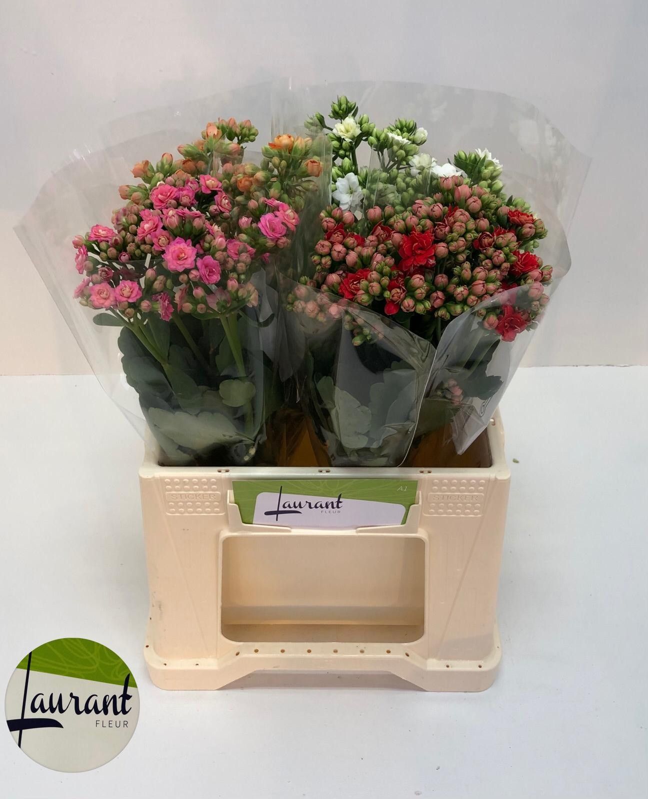 Каланхое Микс 40, шт.