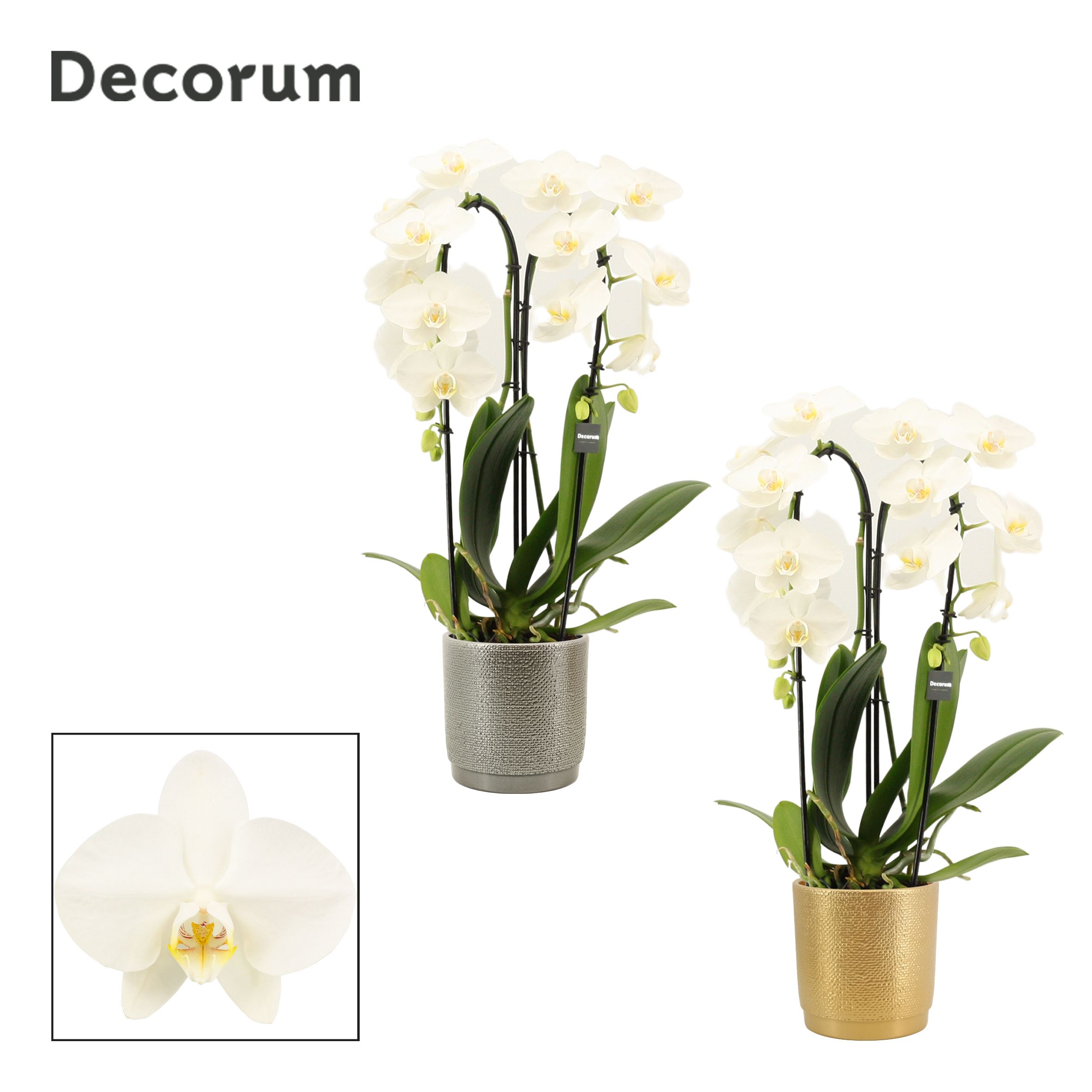Phalaenopsis cascade 2 tak wit in Gabriël (Deco-collection), D 12