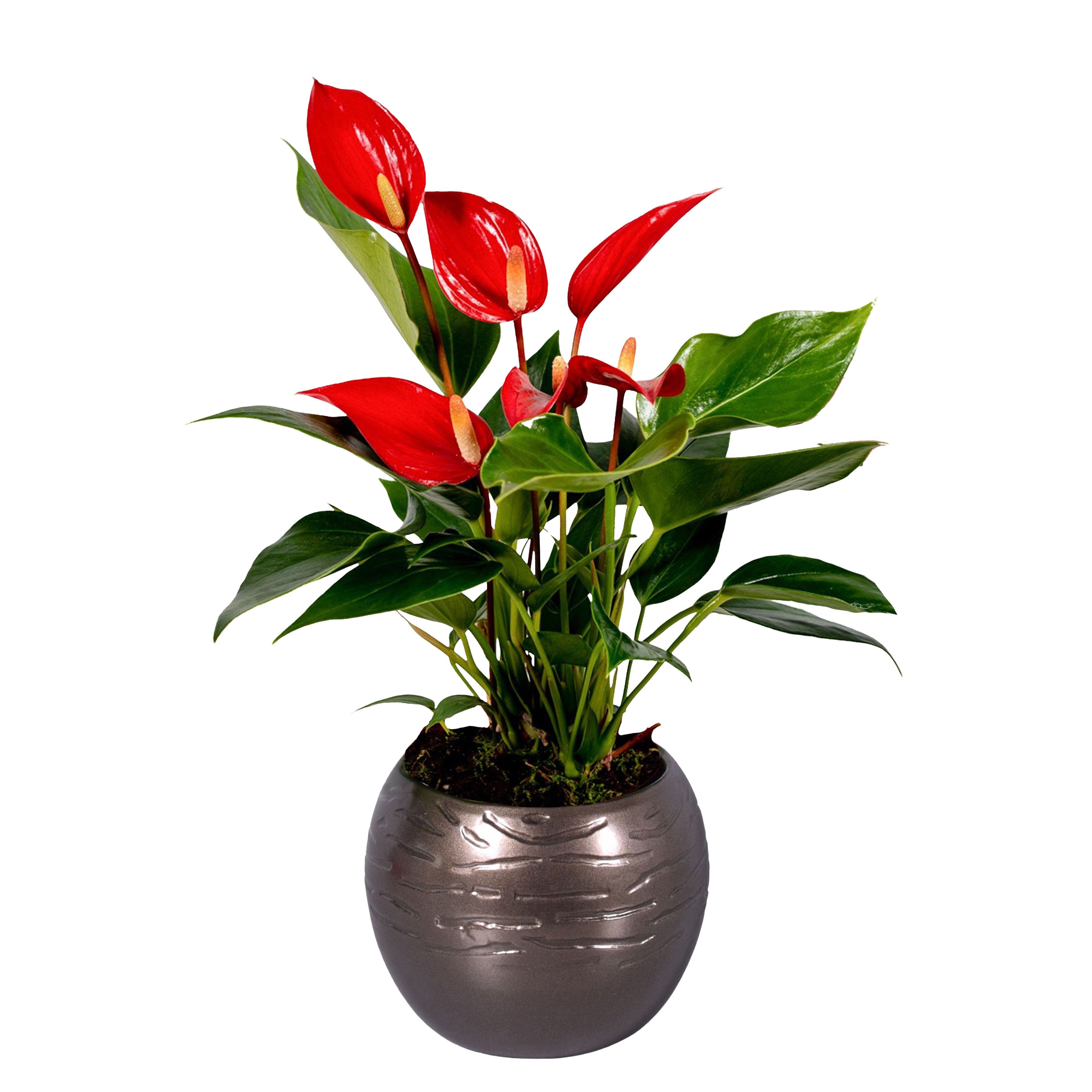 Anthurium Lilli Red in bolpot goud, D 10