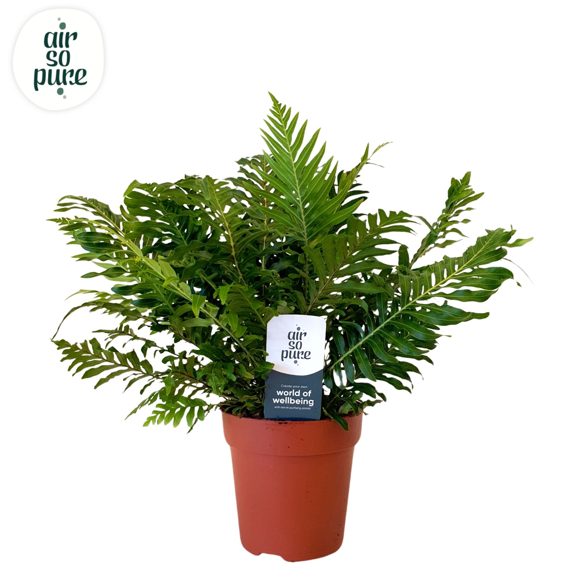 Blechnum silver lady - Air So Pure, D 12