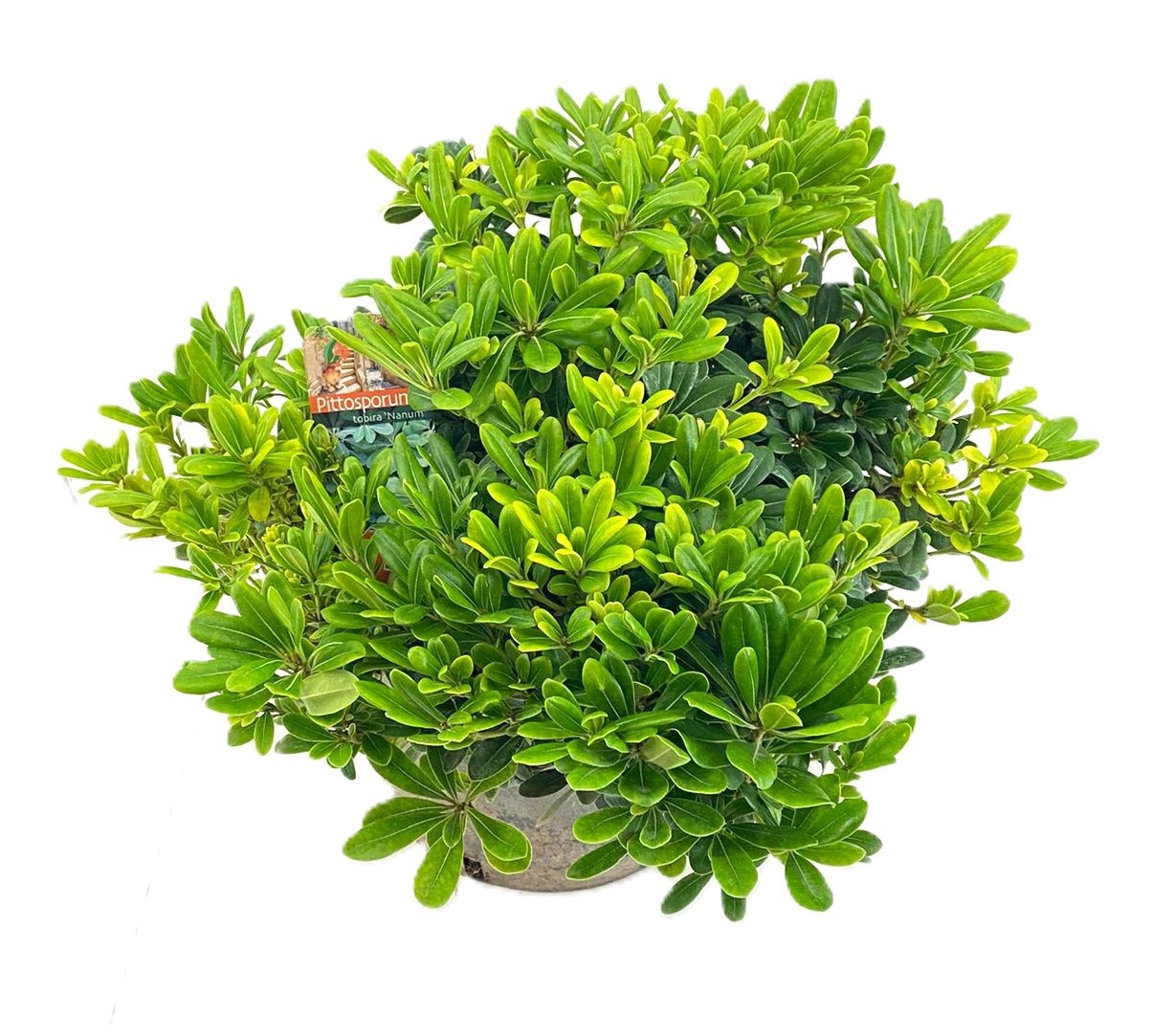 Pittosporum tobira nanum, D 26