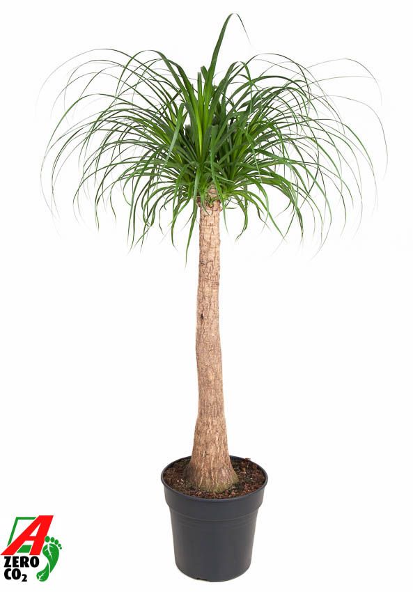 Beaucarnea stam P30 - 3ft, D 30