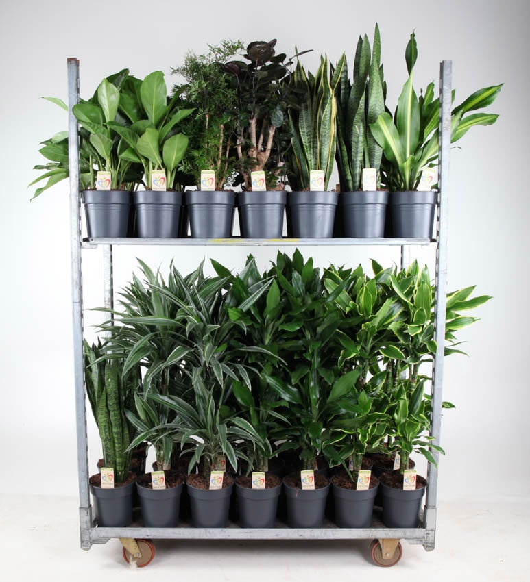 Mix Winter Promo 02, D 19