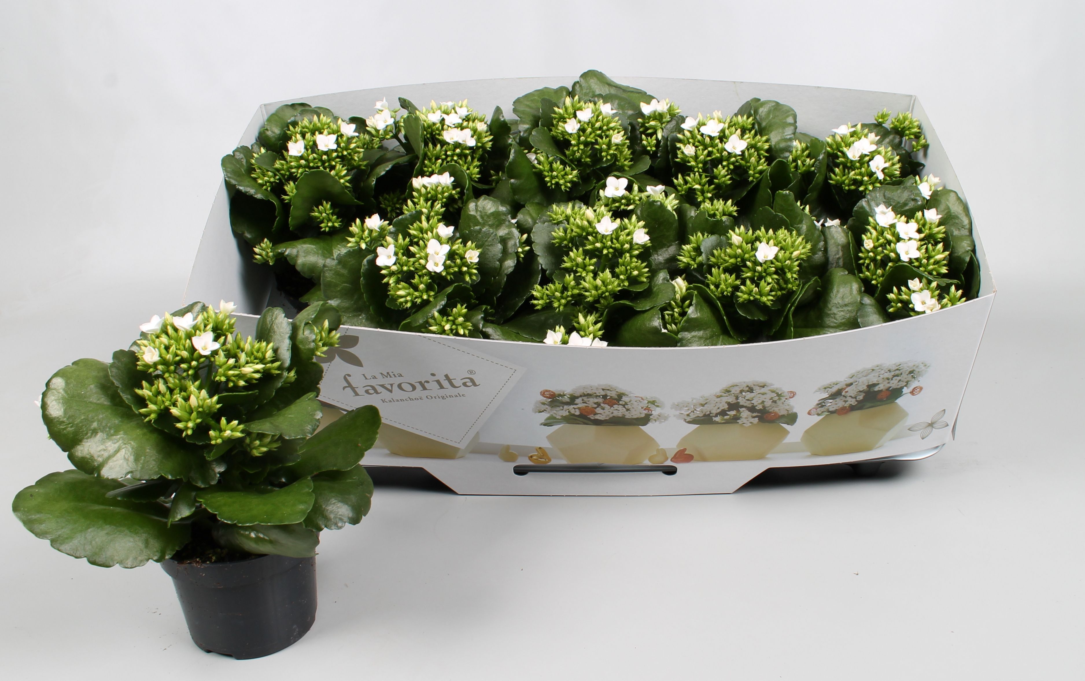 Kalanchoe favorita white instyle + collar, D 10,5