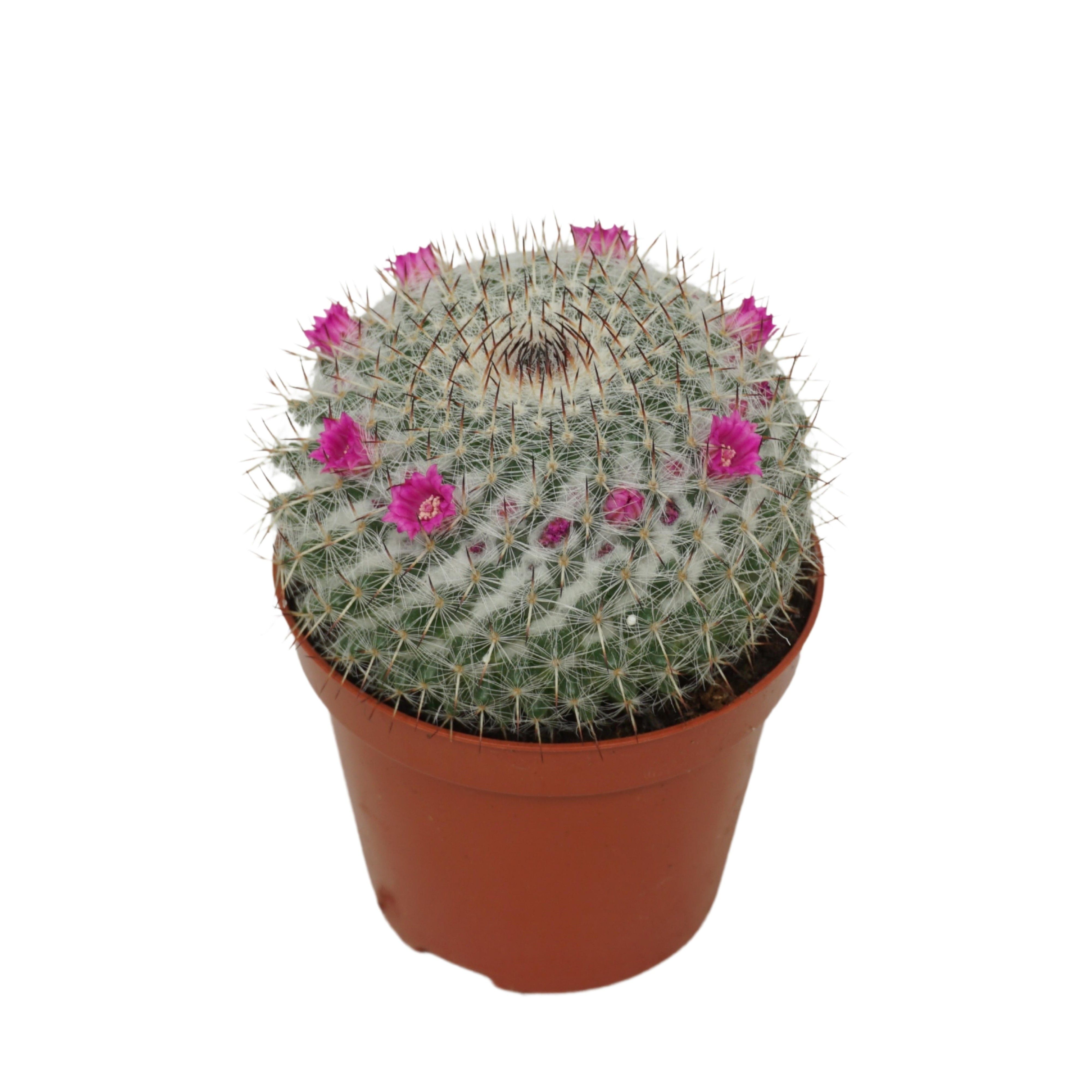 Mammillaria hahniana 8,5 cm bloeiend, D 8,5
