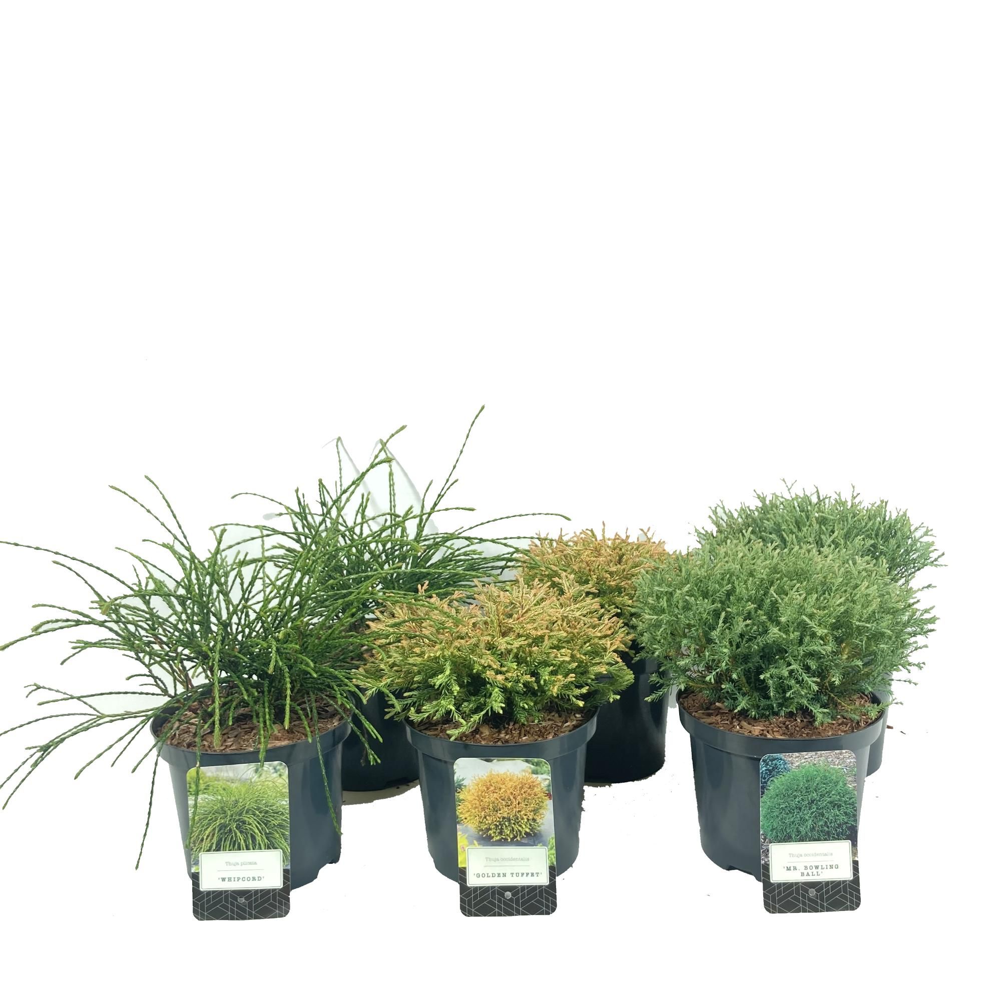 Thuja mix laag 3x8 stuks C2.5, D 18