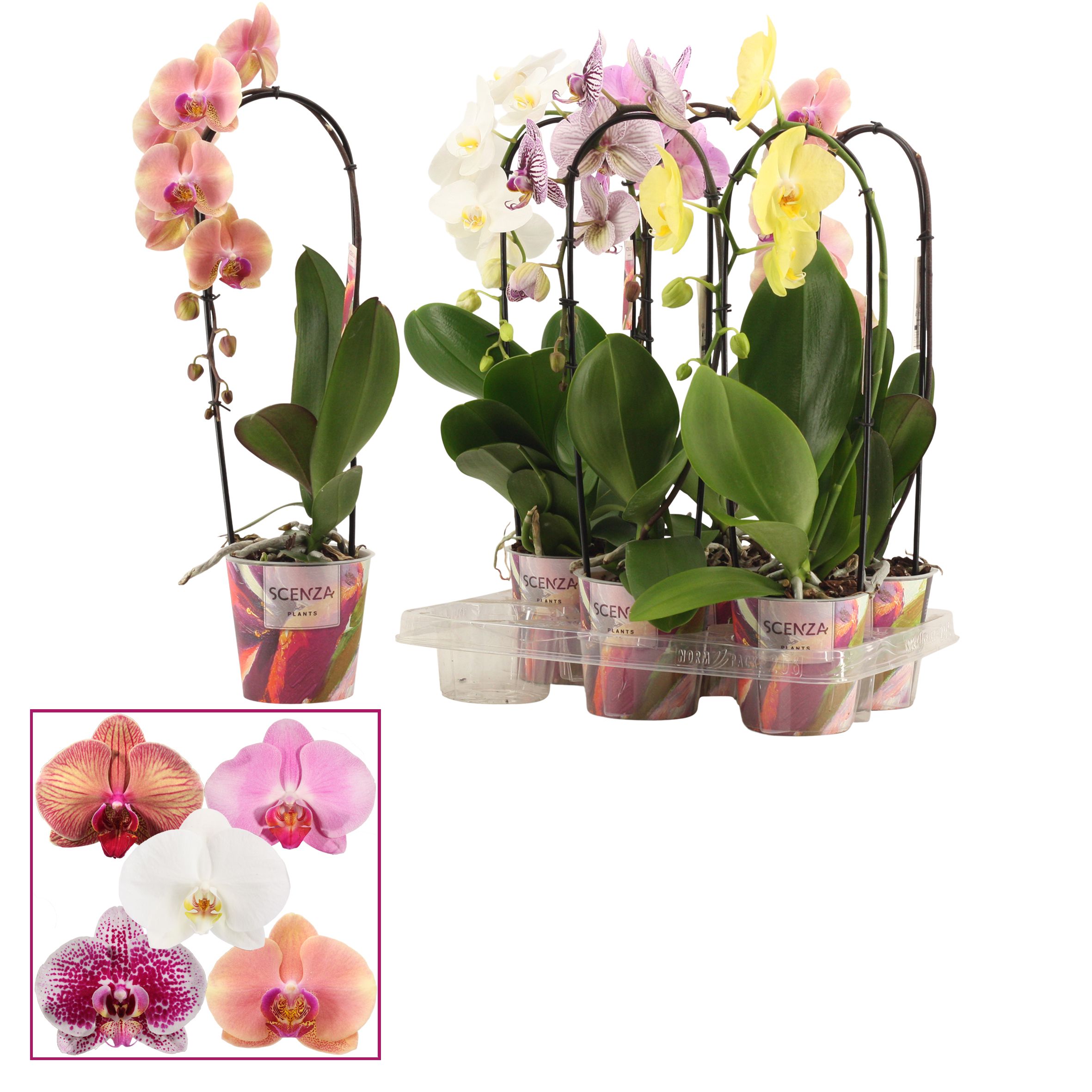 Phalaenopsis cascade 1 tak shortie mix (Scenza), D 12
