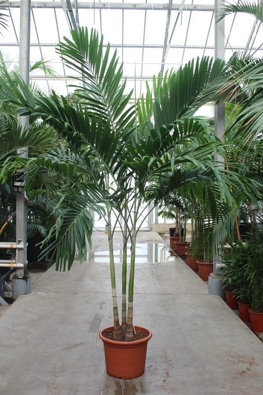 Veitchia merrillii 3pp, D 50