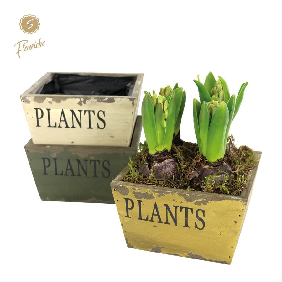 (4903) Hyacint Old Wood [L] 4PP Mos, D 16